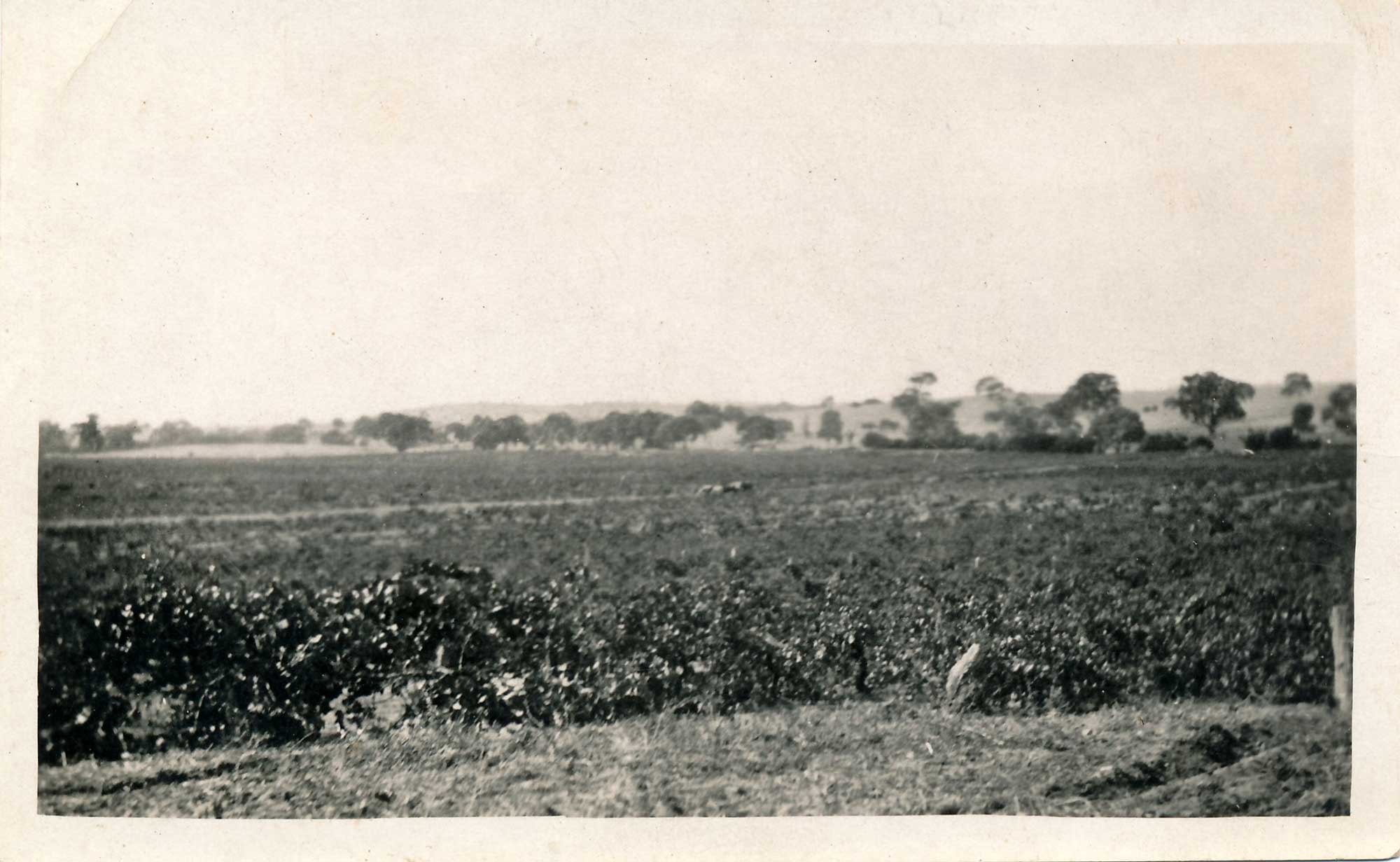 Stonegarden vineyards c1870s