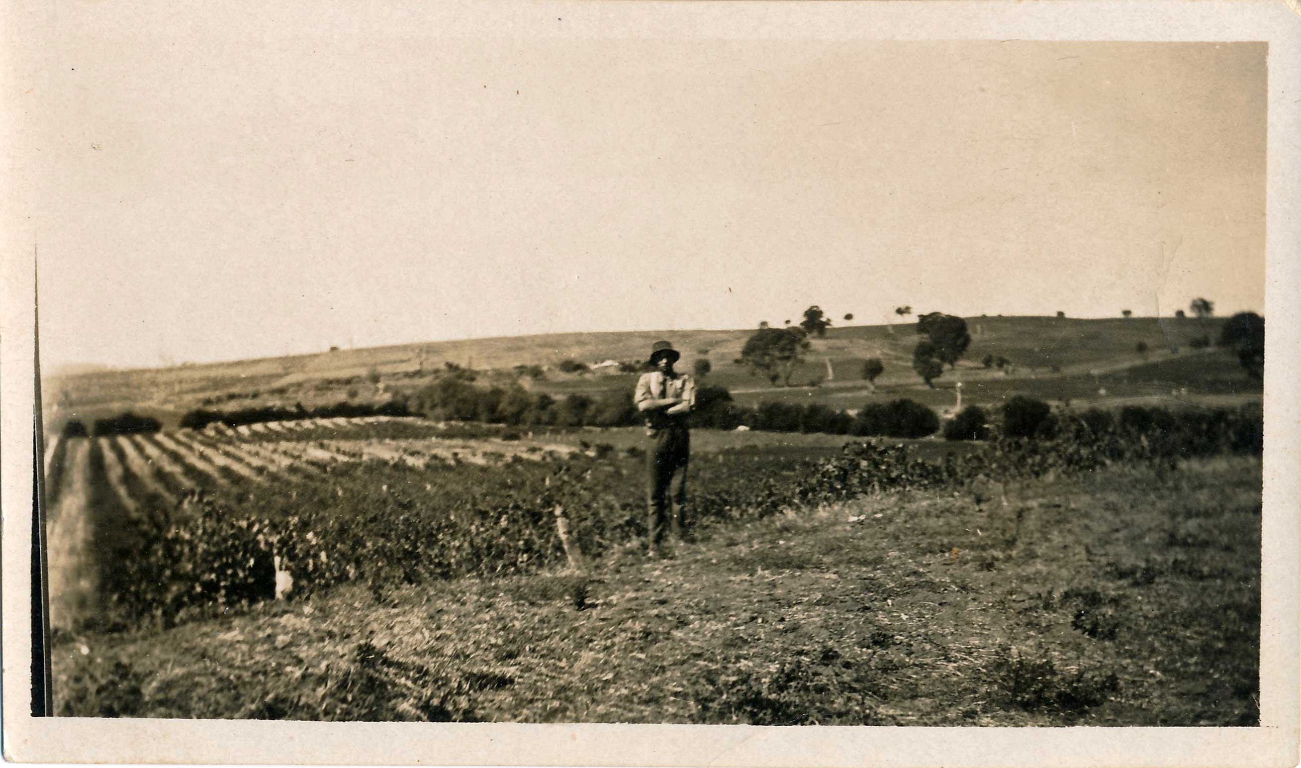 Worker in Stonegarden vineyards c1870s