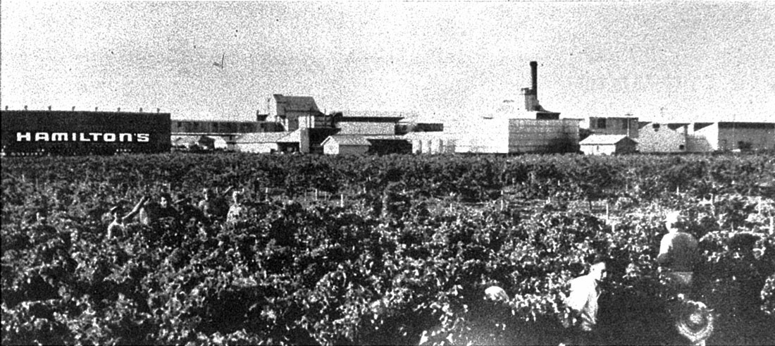 Hamilton-Vineyards