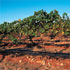 Limestone Quarry Vineyard