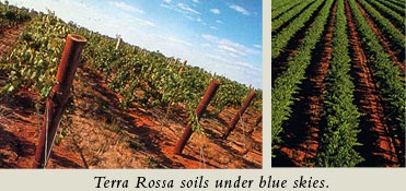 Terra Rossa soils under blue skies. 
